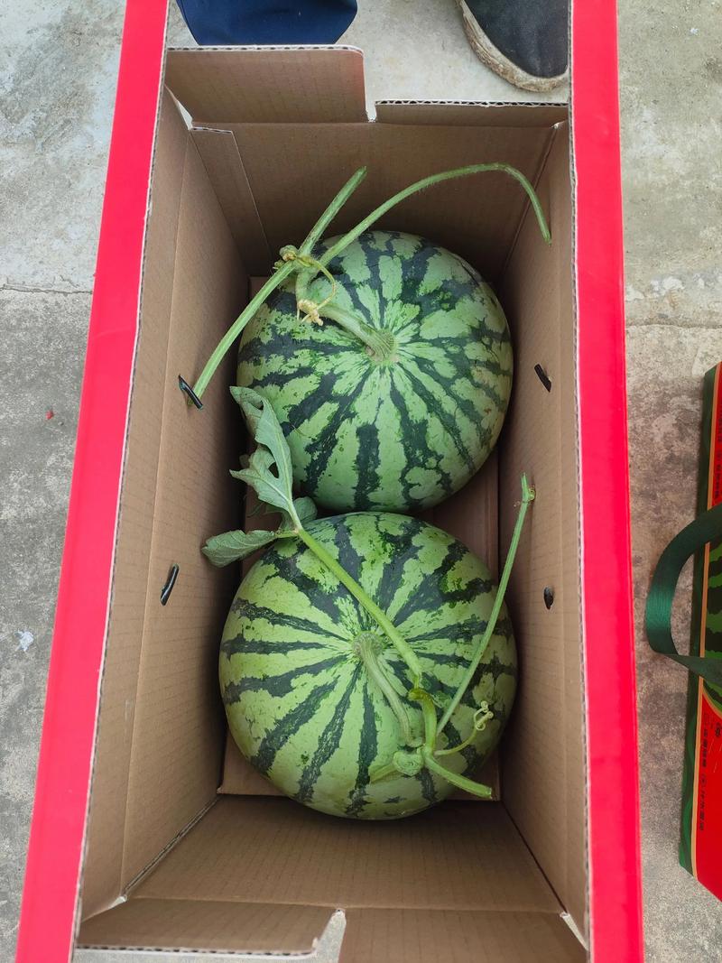 8424原生态西瓜苗,不是嫁接苗也没有使用黑科技种植的西瓜